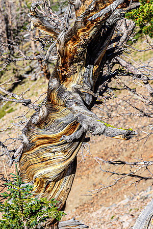 twisted tree, Beartooth Highway-9881