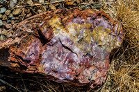 petrified wood-5975