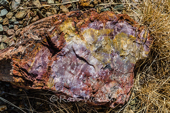 petrified wood-5975