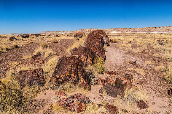 petrified wood-6014ps