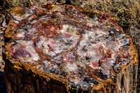 petrified wood-5991