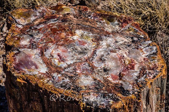 petrified wood-5991