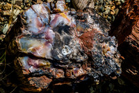 petrified wood-5973