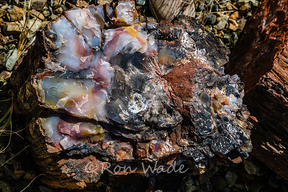 petrified wood-5973