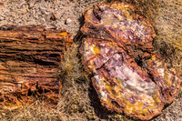 petrified wood-6009