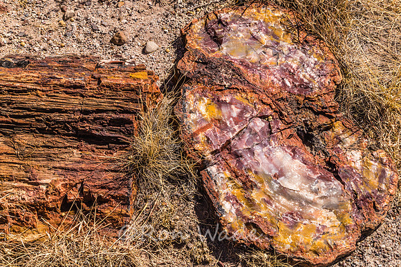 petrified wood-6009