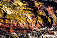petrified wood-5978
