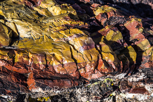 petrified wood-5978