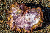 petrified wood-5967