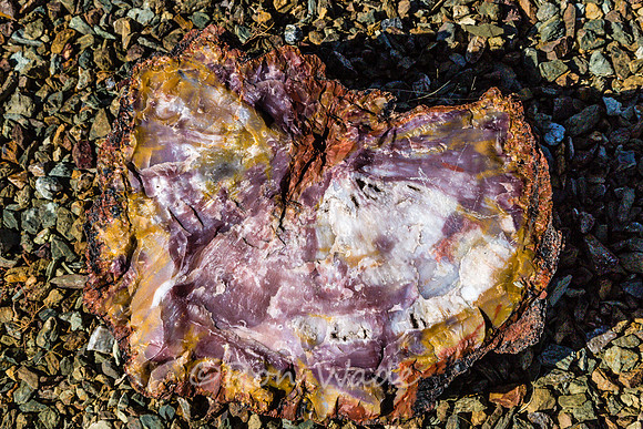 petrified wood-5967