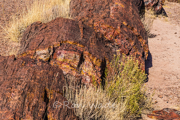 petrified wood-6015
