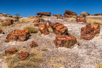 petrified wood-6005