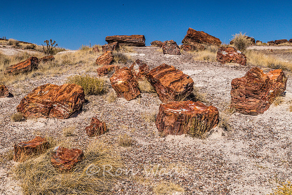 petrified wood-6005
