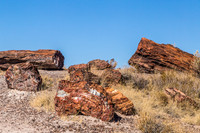 petrified wood-6010