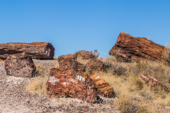 petrified wood-6010