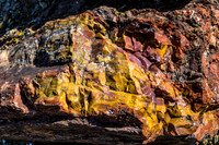 petrified wood-5968