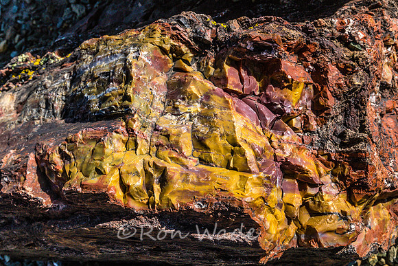 petrified wood-5968