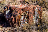 petrified wood-5994
