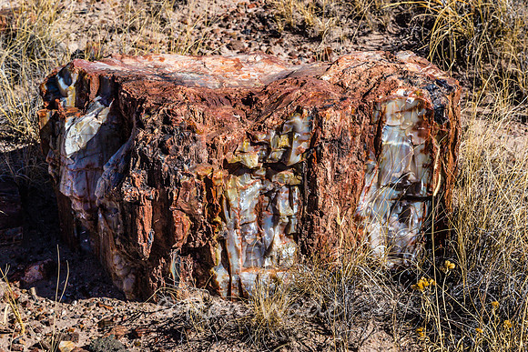 petrified wood-5994