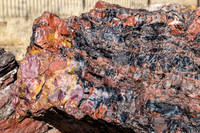 petrified wood-5965