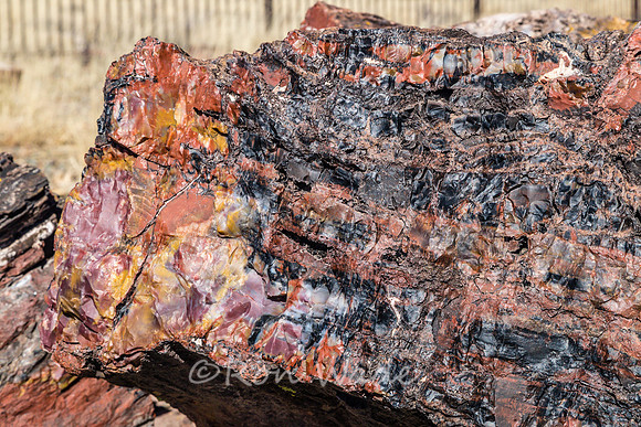 petrified wood-5965