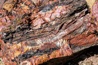 petrified wood-5966