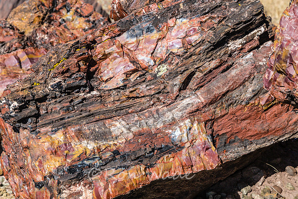petrified wood-5966