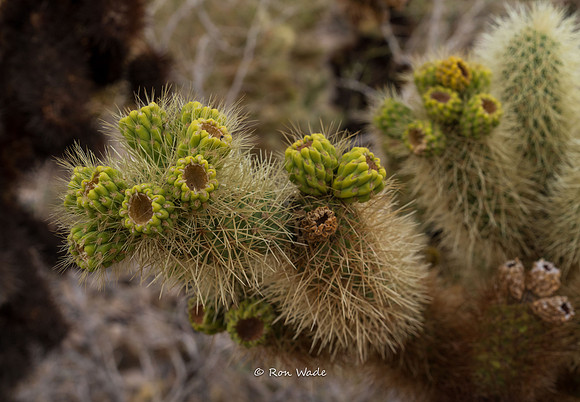 Cholla-0825-2