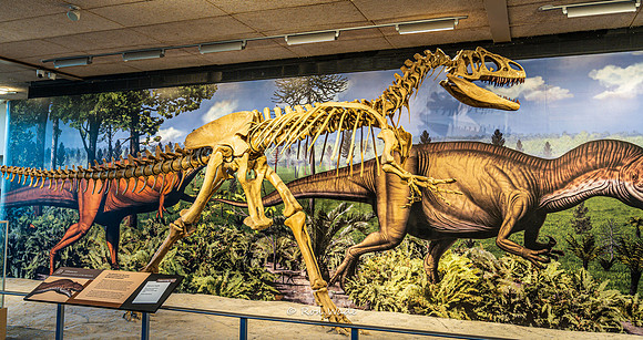 Allosaurus, Dinosaur National Monument-6623