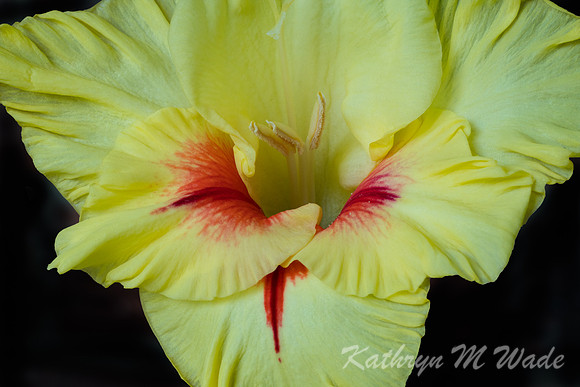 _DSC7596-Edit