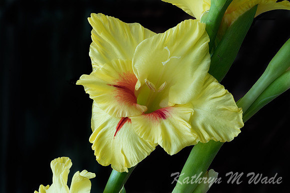 _DSC7585-Edit