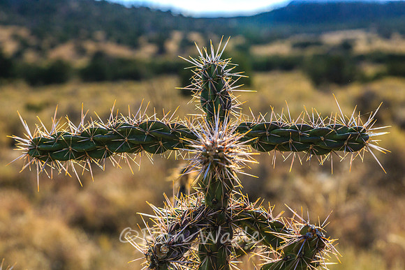 cactus-5812