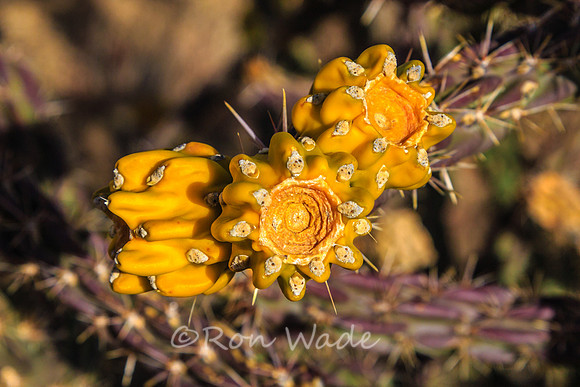 cactus-5816