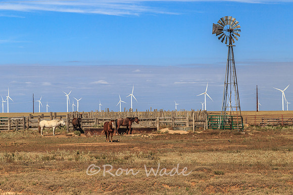 horses, wind turbines,-5791