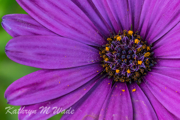 _DSC3392