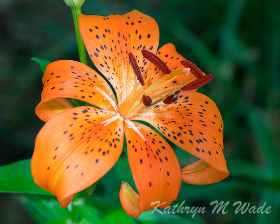 _DSC3782-2
