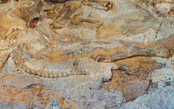 Dinosaur National Monument-6611