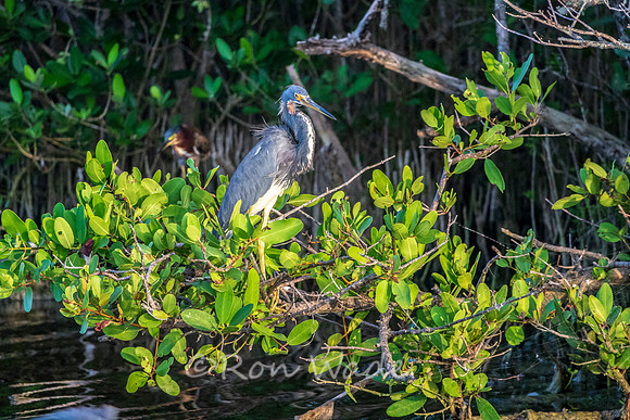 Blue Heron-0147