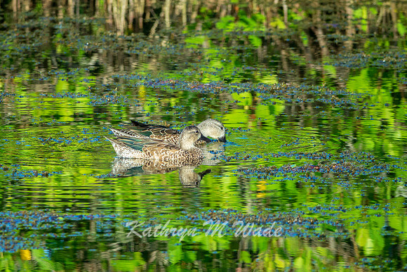 ducks-0130