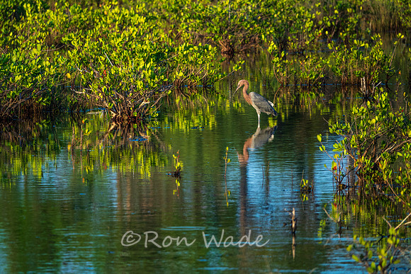 heron-0157