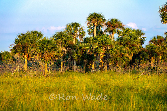 palm tree, Sunset-0158