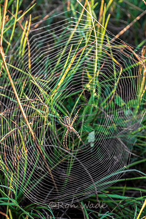 writing spider-5373