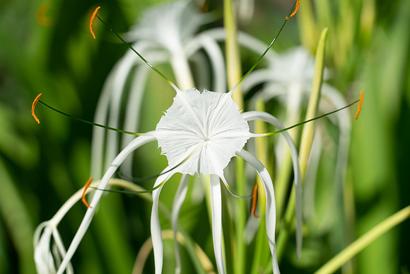 Queen Emma Crinum Lily-00112
