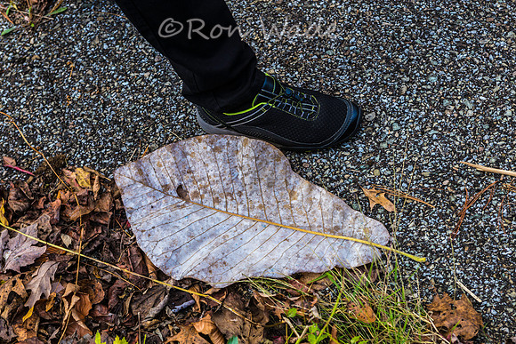 Rugby leaves-0482