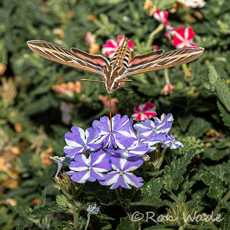 moth, flowers-8357