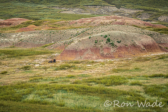 buffalo, Badlands-4079