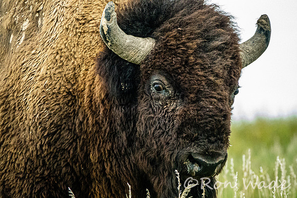 buffalo, Badlands-4205
