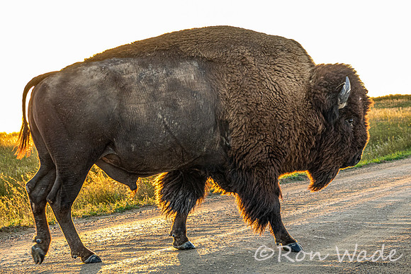 buffalo, Badlands-4437