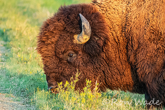 buffalo, Badlands-4449