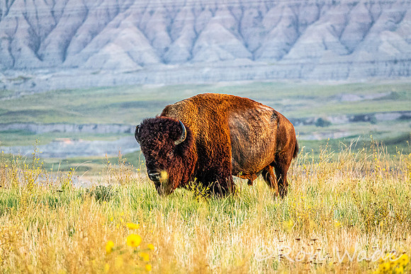 buffalo, Badlands-4459